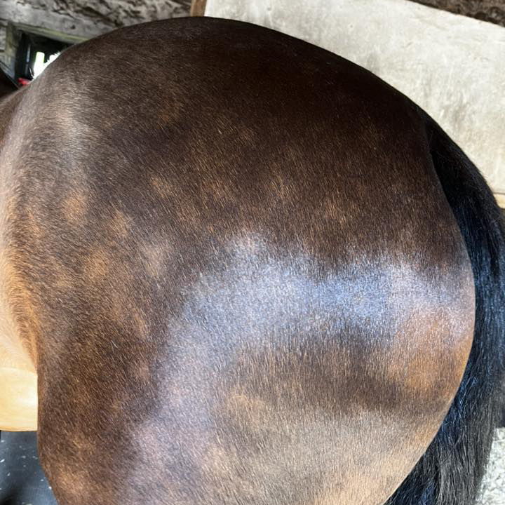 Close-up of the shiny coat on a horse's hindquarters.