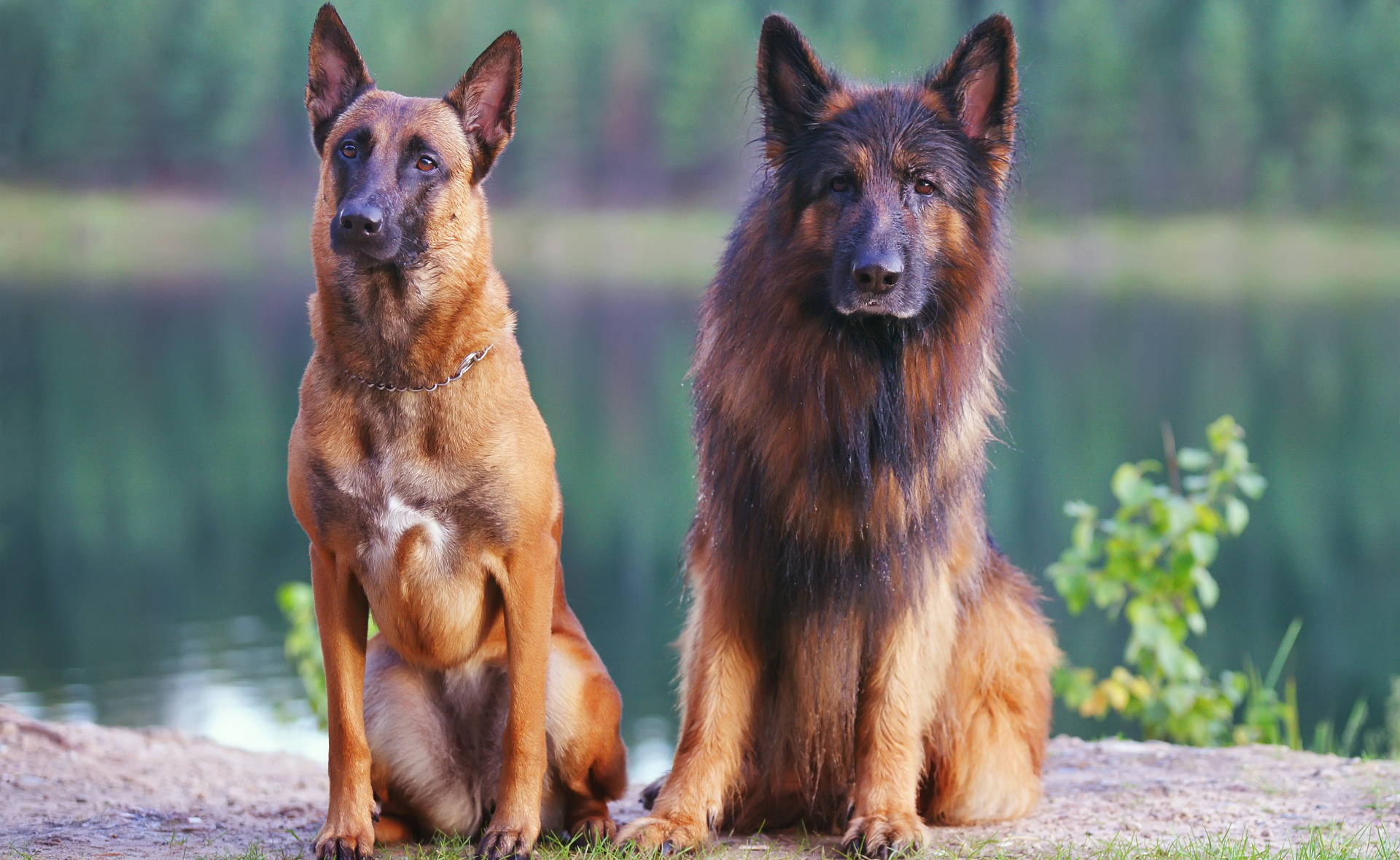 German Shepherd vs. Belgian Malinois