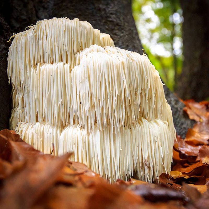 Lion's mane mushroom