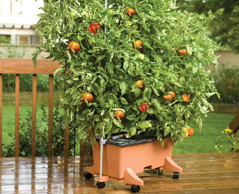 Tomatoes being grown in an EarthBox container gardening system