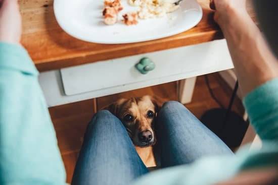 A Labrador retriever poking his head out from under the table setting his head on his owners lap begging for the food that his owner is eating.  