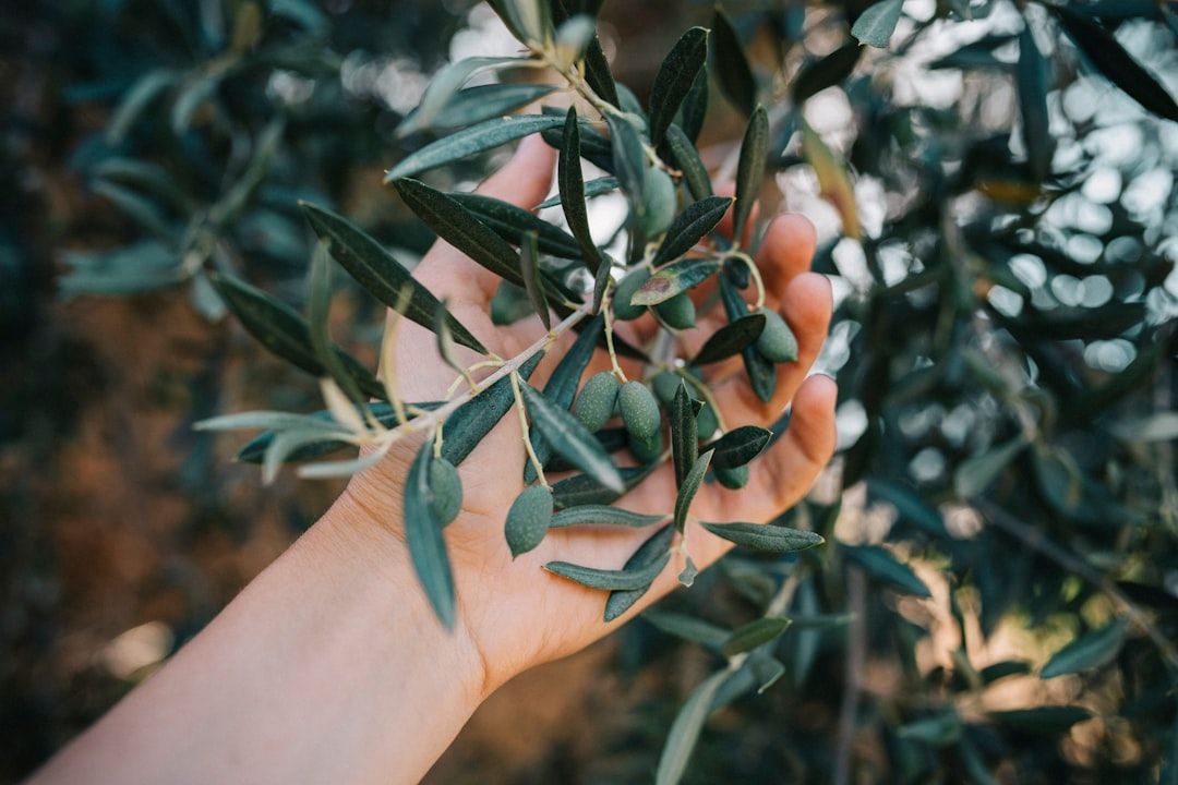 a hand holding a branch of an olive tree