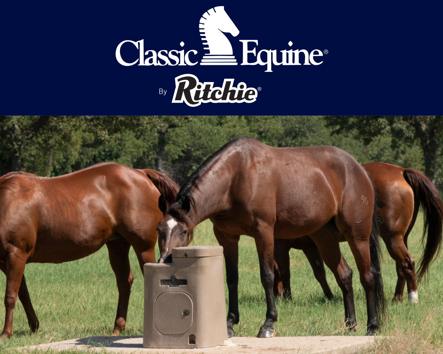 Three horses near a water trough in a grassy field.