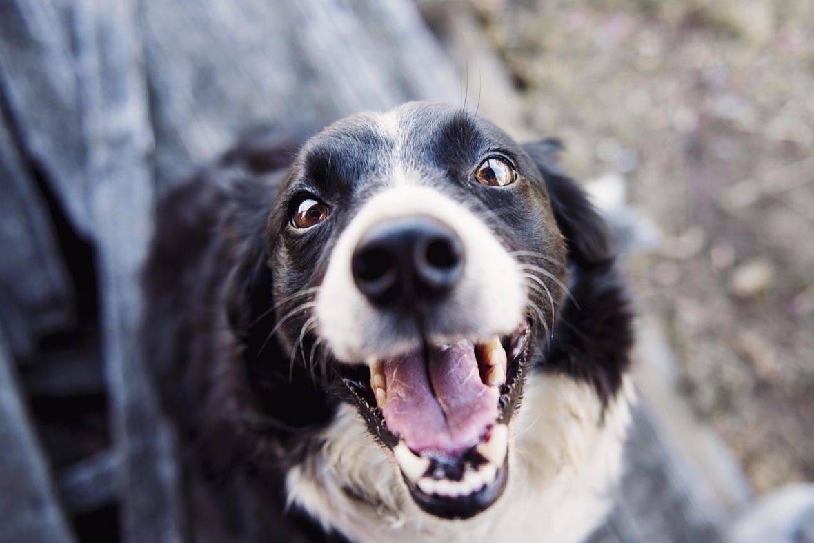 border Collie Dog