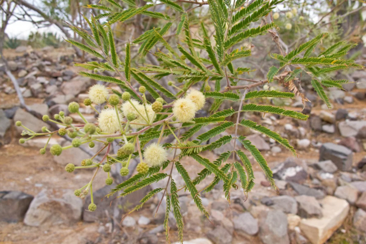 Close-up of Guajillo (Senegalia berlandieri) showing cream-colored puffball flowers, delicate foliage, and branching structure in an Arizona desert landscape.
