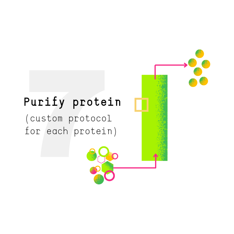 Future Fields EntoEngine™ protein production process step 7