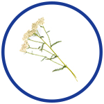 Yarrow for Pain Relief