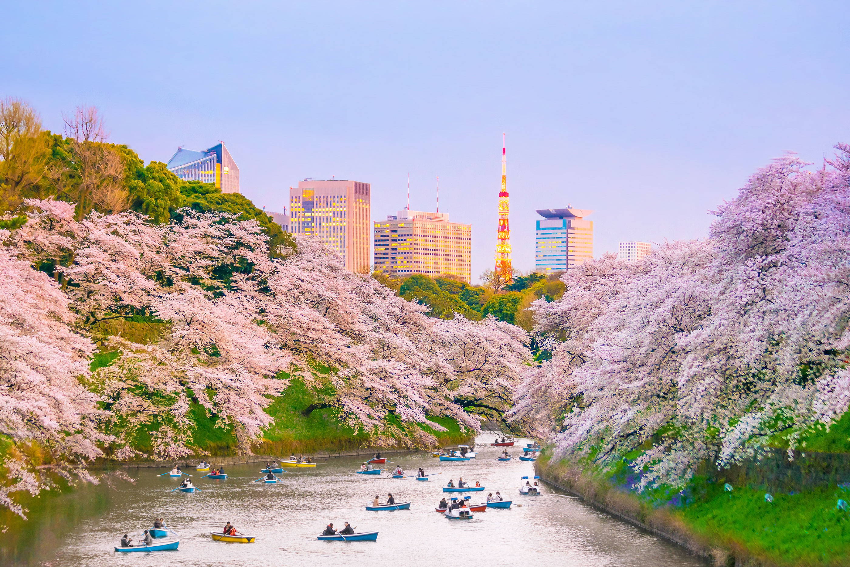 Ueno park cherry blossoms