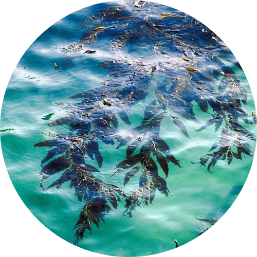 kelpman wild atlantic seagreens