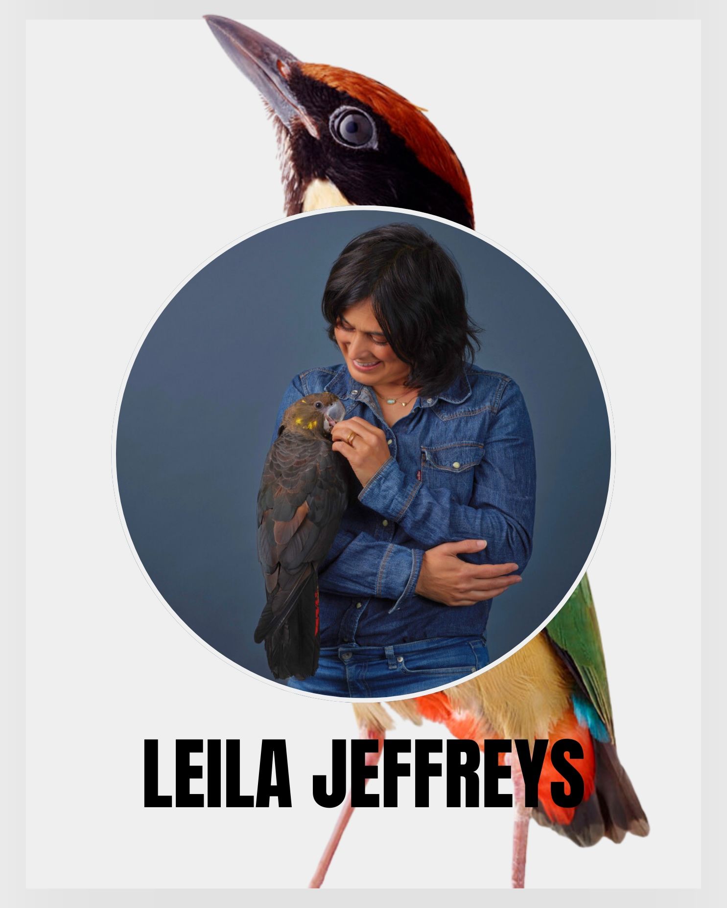 Leila Jeffreys reknowned bird life photographer with black cockatoo and a noisy pitta