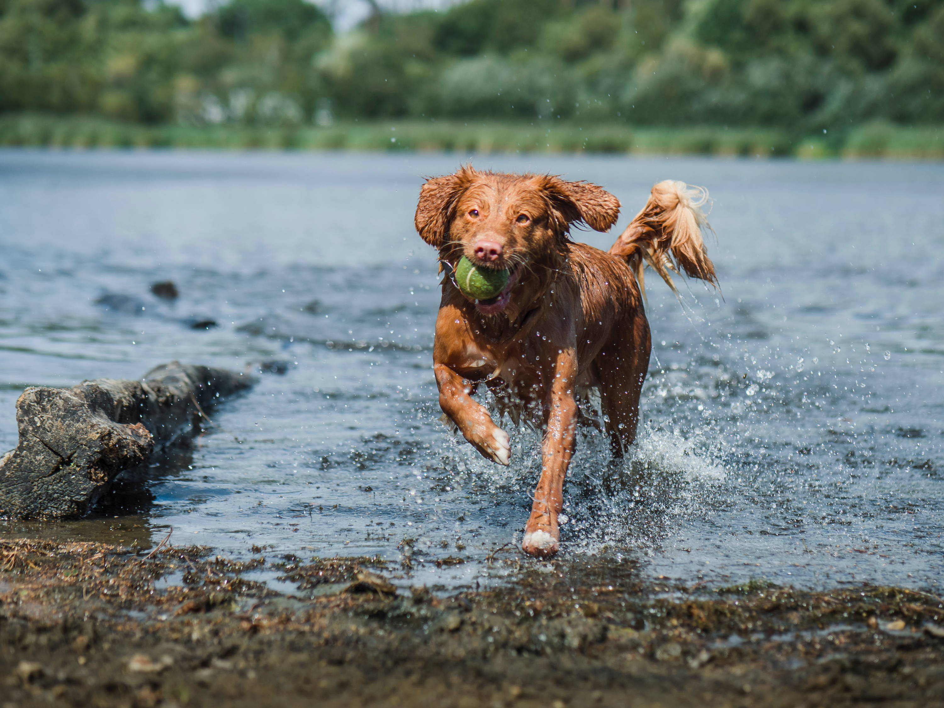 Dog running out of river with a ball