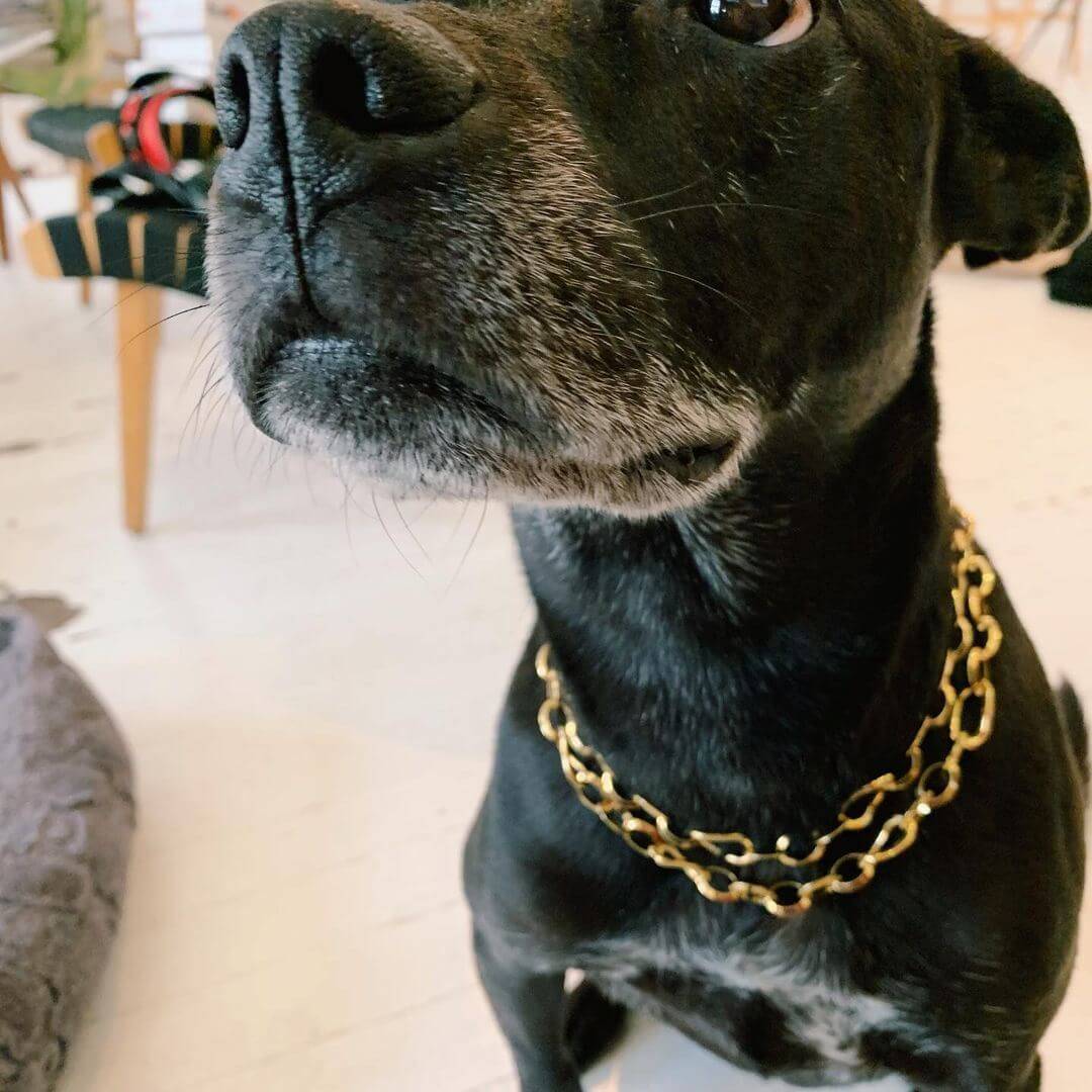 Dogs in jewelry Izzy