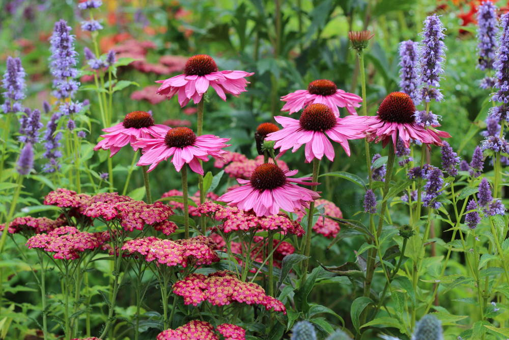 Shop BestSelling Perennial Plants at TN Nursery