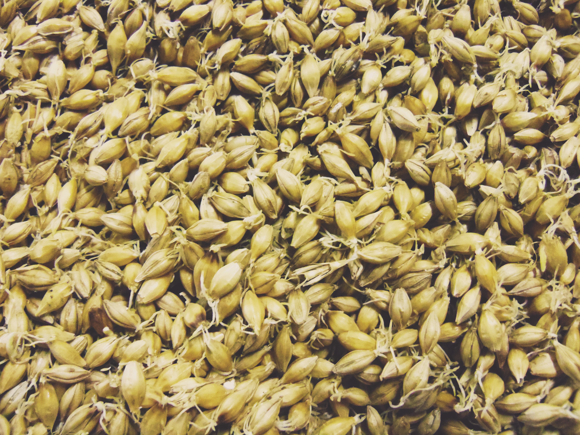 A close-up of scattered seeds on a surface.