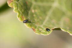 Flea Beetle on leaf