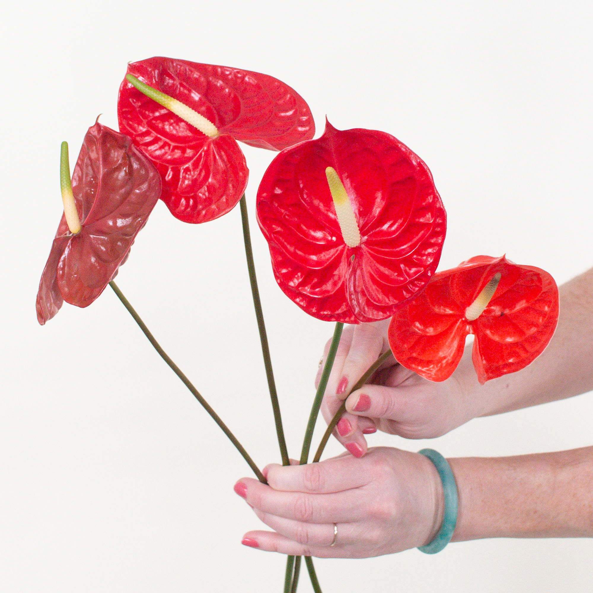 red burgundy orange anthurium