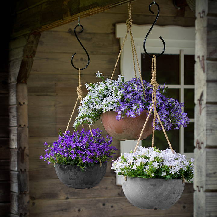 Flowers growing in hanging planters