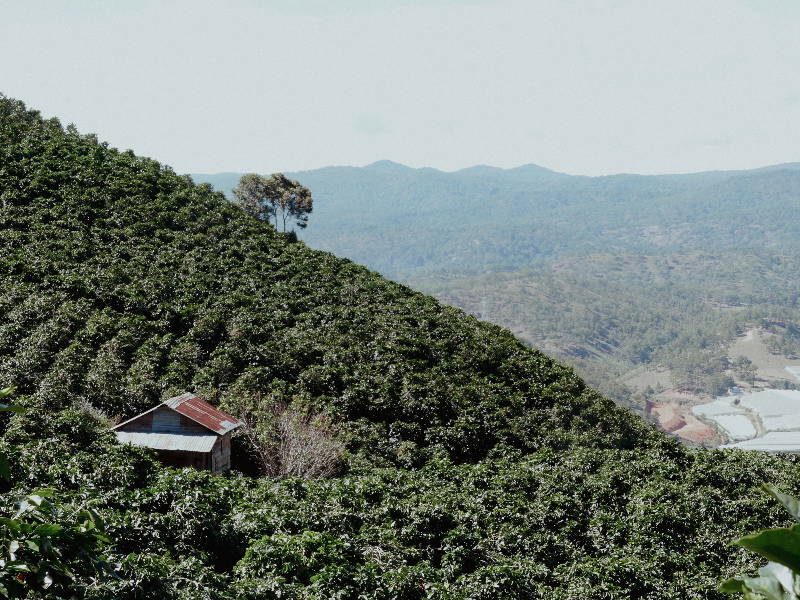 Kaffeeanbau in Vietnam, Zanya Coffee, in Lang Biang, Kaffeebäume am Hang