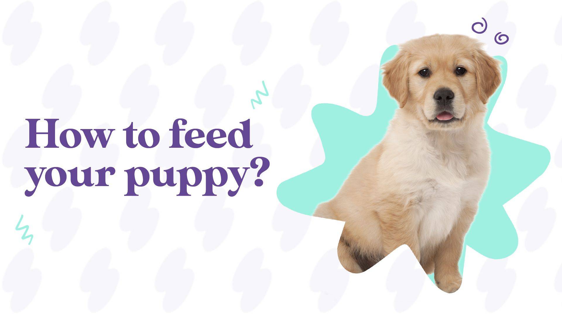 how to feed your puppy