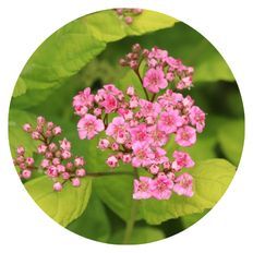 Photo of Glow Girl® Pink Birchleaf Spirea