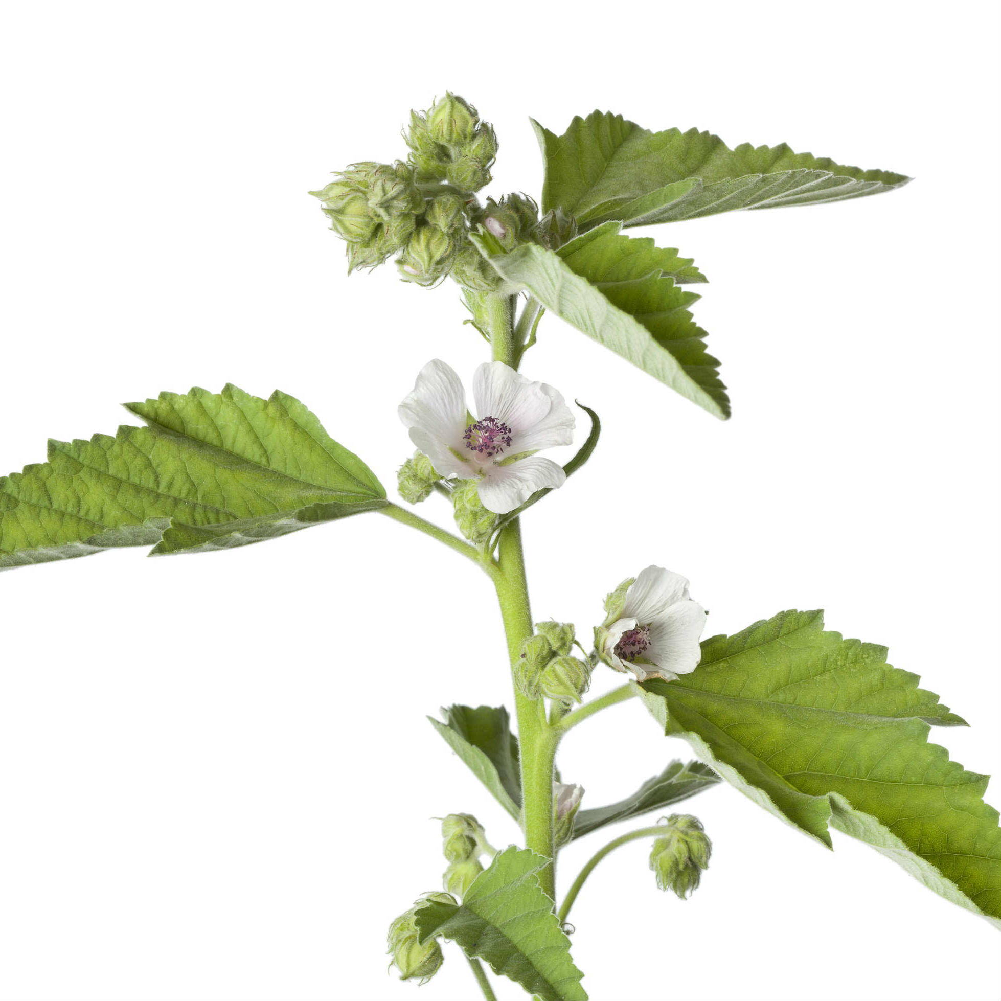 Алтей латынь. Althaea officinalis. Алтей лекарственный. Алтей лекарственный трава. Алтей коноплёвый.