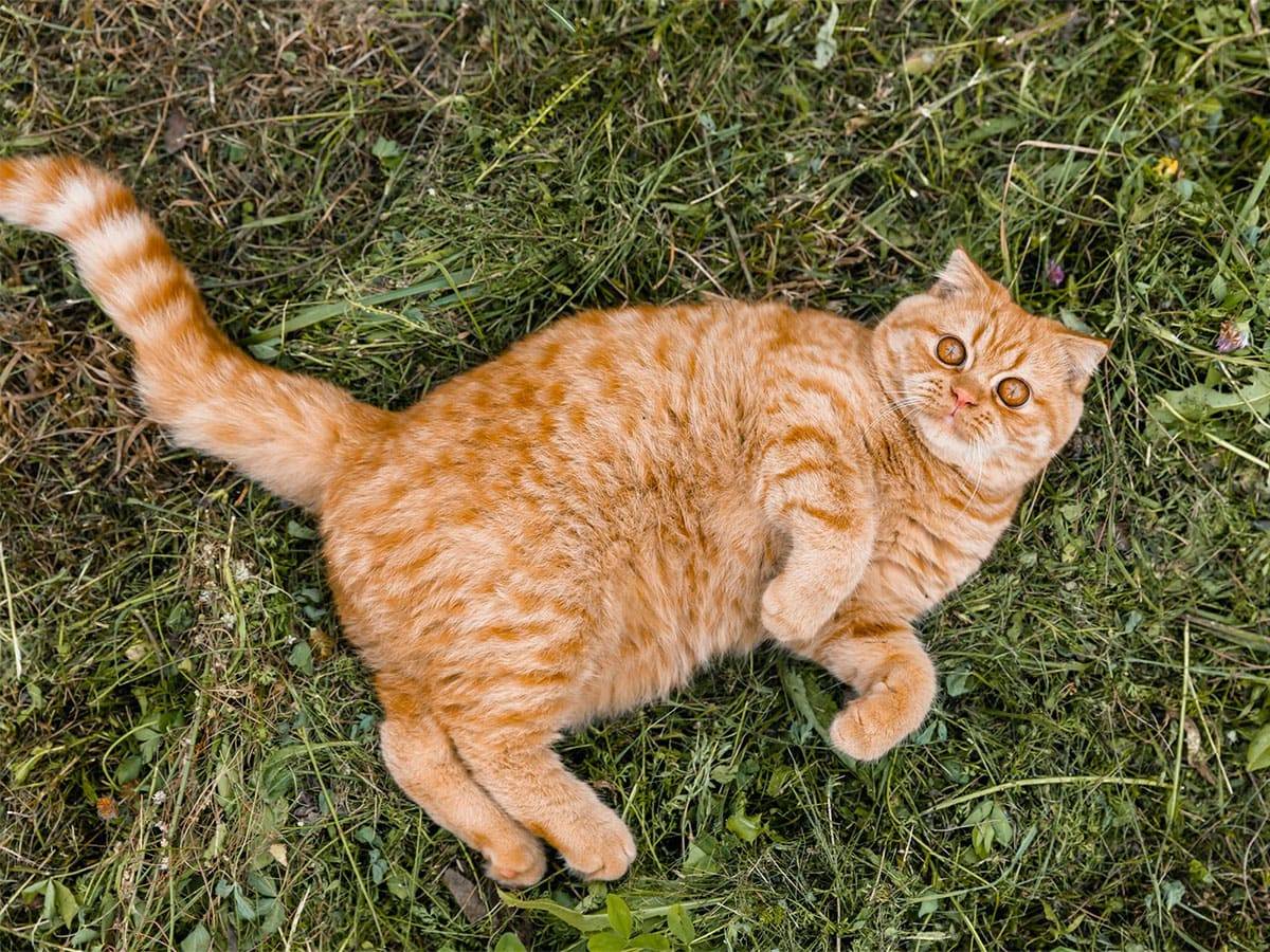 Übergewichtige Katze