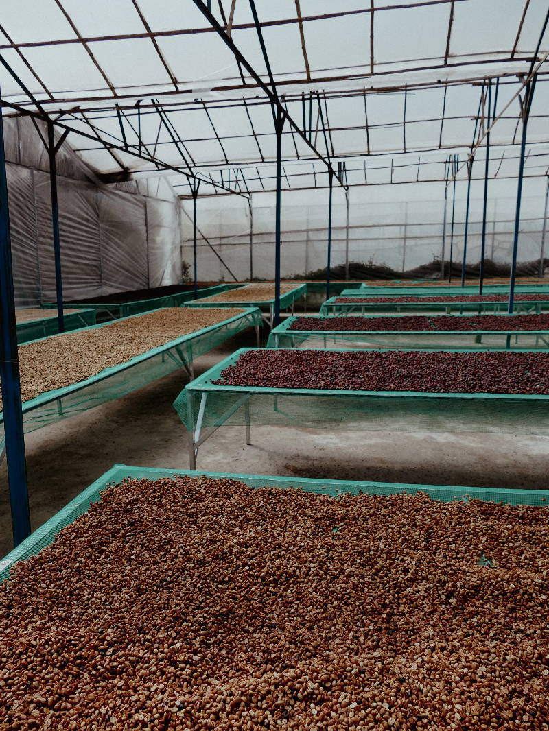 Kaffeekirschen und entpulpte Kaffeebohnen trocknen regengeschützt auf afrikanischen Hochbetten