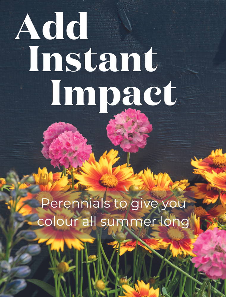 instant impact 