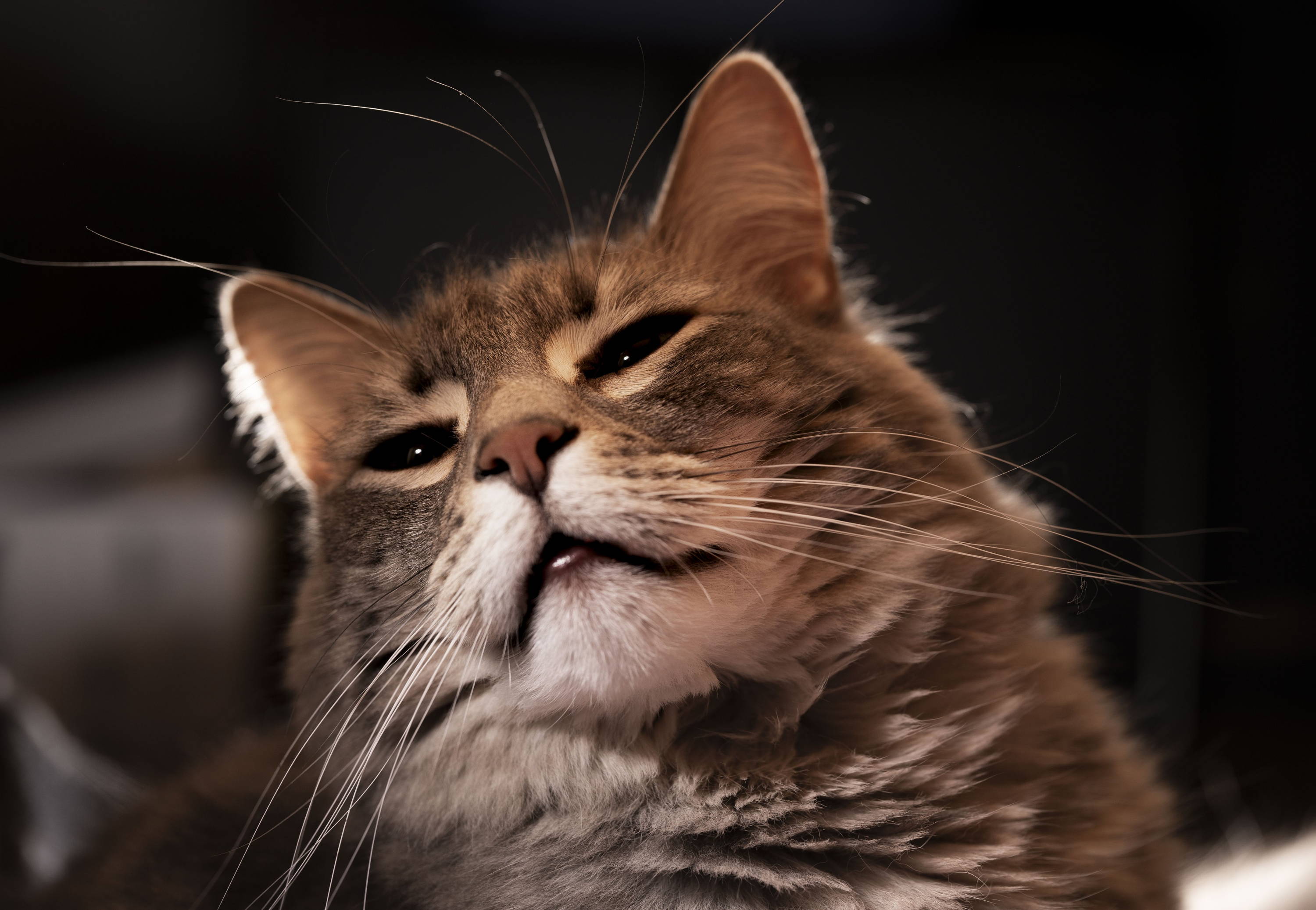 waterloo park pets. cat sitting and dog walking services uptown waterloo
