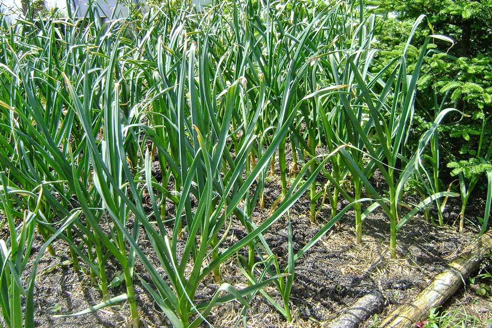 Garlic growing in the garden