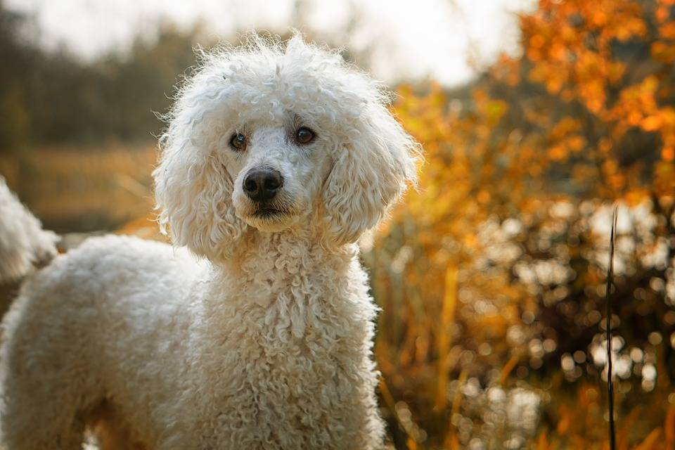 Bernedoodles get the intelligence of poodles