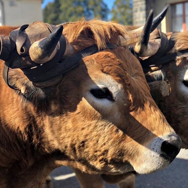 head of an aubrac cattle