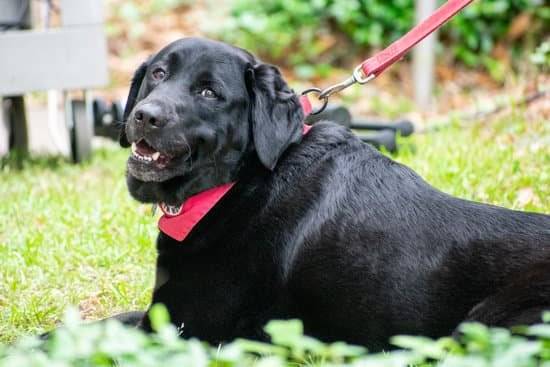 A black labrador service dog on a leash lays in green grass 