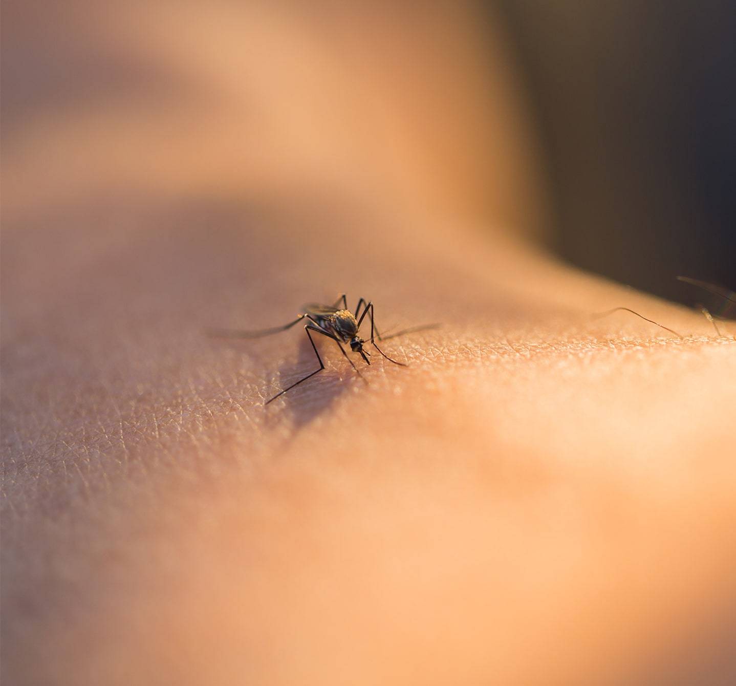 Stechmücke, die auf der Haut eines Menschen sitzt und Blut saugt. Chemische Substanzen im Speichel des Insekts können Symptome einer Mückenstichallergie verursachen.