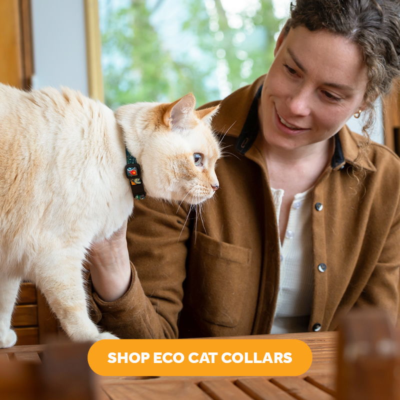 Person interacting with a cat on a table, promoting eco cat collars.