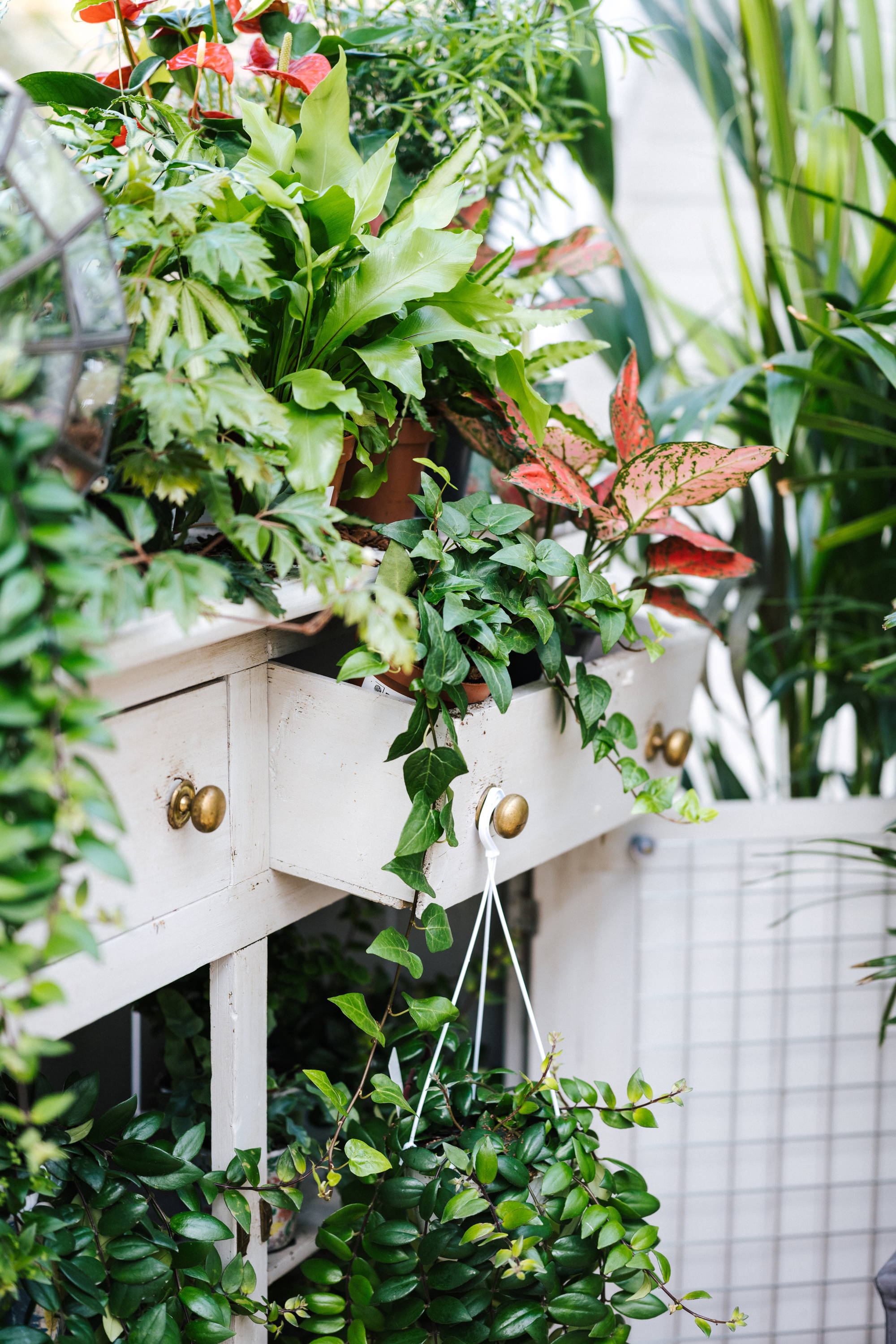Light, bright plants, interior gardening inspiration