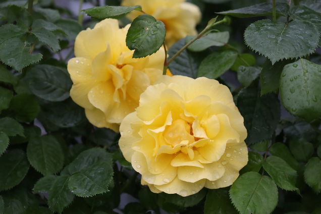 Up close photo of 3 Rosa Reminiscent Yellow
