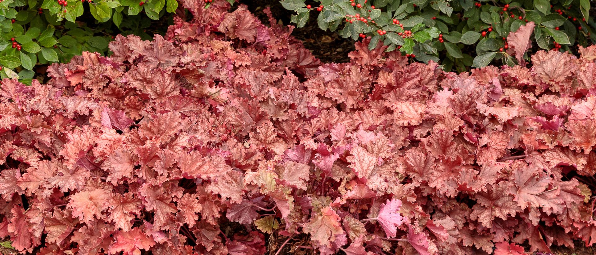 Photo of Primo® 'Peachberry Ice' Coral Bells