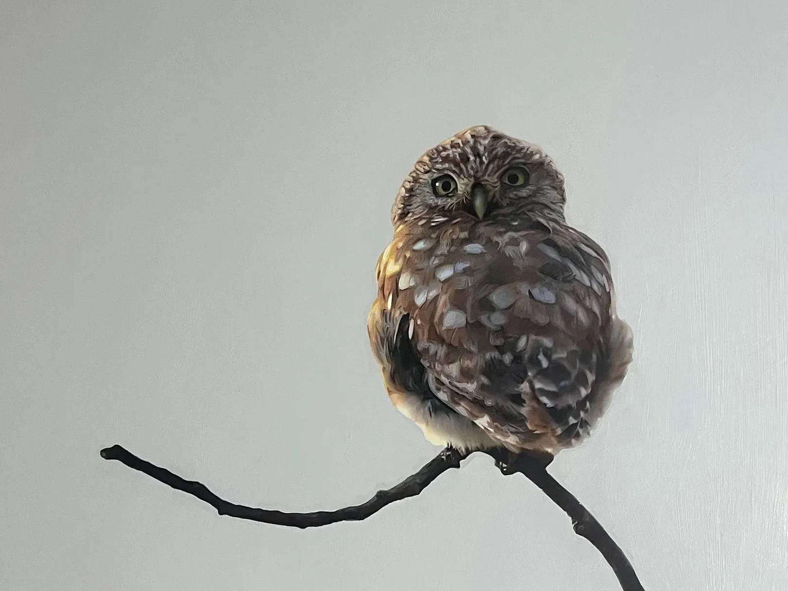 matthew grant. owl painting. wildlife painting. david yarrow.