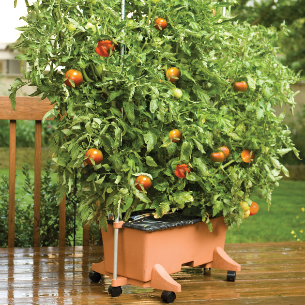 EarthBox Tomato Gardening System Value Bundle
