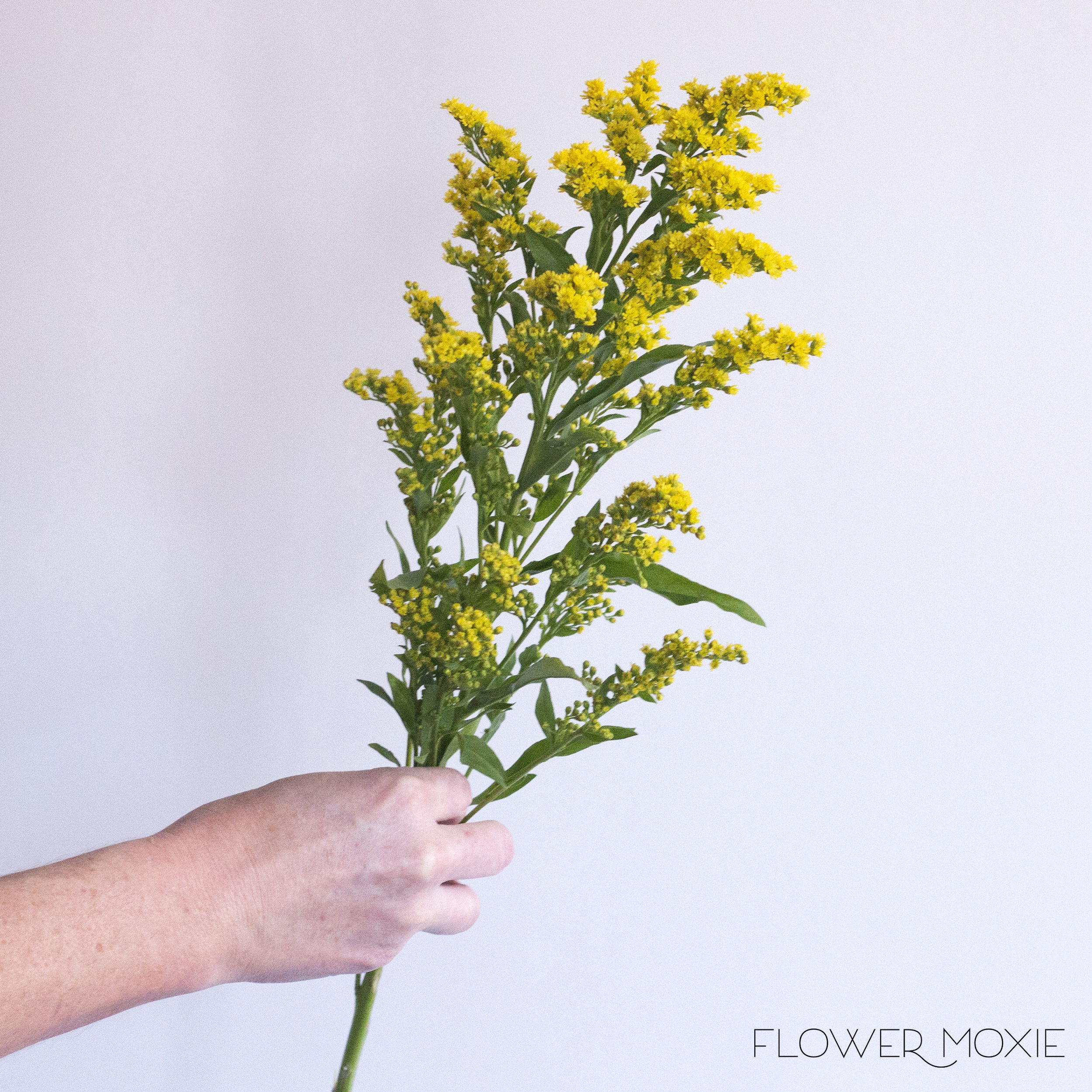solidago