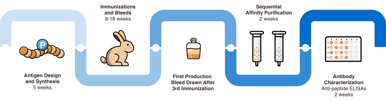 Custom Phosphospecific Antibody Development Process
