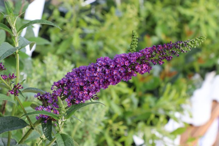 Up close plant highlight photo of Darkest Night™ Butterfly Bush 