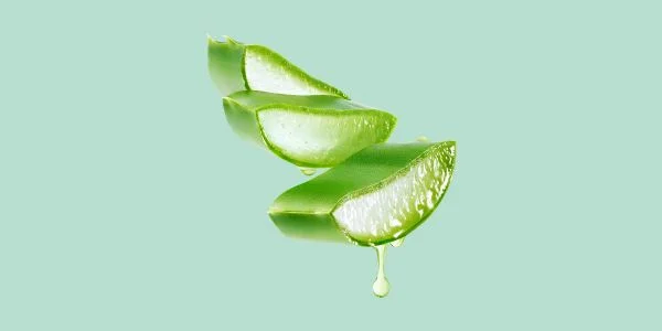 Aloe vera er vigtigt for at bevare fugten i dit hår