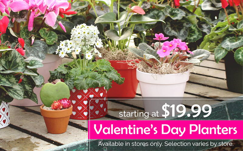 Valentine’s Day Planters starting at $19.99 | Available in stores only. Selection varies by store.