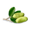 Gotu Kola