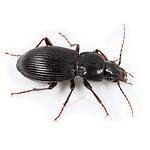 Ground Beetle