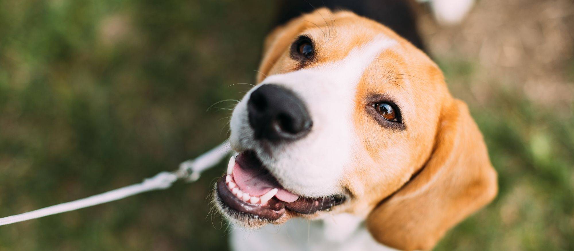 DoggyBiome Collection for Dogs