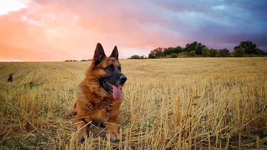 A German shepherd lays in a straw field while the sun sets behind it