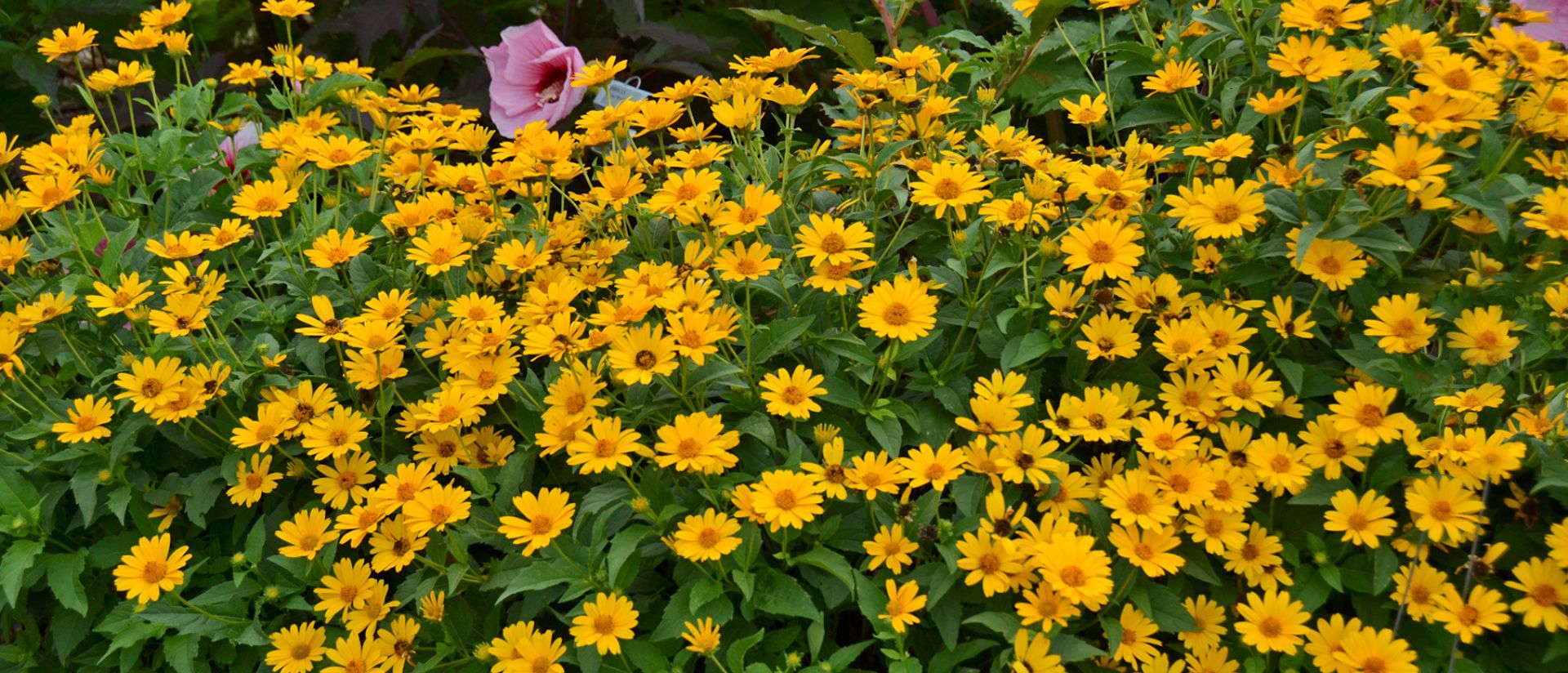 Photo of 'Tuscan Sun' False Sunflower